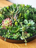 Faux Succulent Planter: Round Artificial Garden, Table Centrepiece, Moss Art faux plants