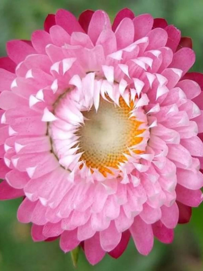 Rose Strawflower Seeds - Cottage Garden, Dried Flowers, 50 Seeds flower seeds