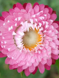 Rose Strawflower Seeds - Cottage Garden, Dried Flowers, 50 Seeds flower seeds