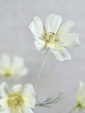 Faux Silk Cream White Cosmos Stem - High Quality Artificial Flower / Wedding / Bouquet / Arrangement / Centerpiece / Home Decor / Gift / DIY FLOWER DELIVERY