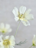 Faux Silk Cream White Cosmos Stem - High Quality Artificial Flower / Wedding / Bouquet / Arrangement / Centerpiece / Home Decor / Gift / DIY silk flower