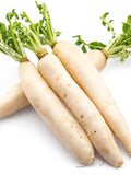 Daikon Radish Seeds - Organic & Non Gmo - Heirloom - Fresh USA Grown Seeds - Grow Your Own Food At Home! seeds bulk