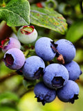 Organic Northern Highbush Blueberry Seeds, Heirloom Non-GMO, Productive Tasty Berries, 30 Seeds seeds bulk