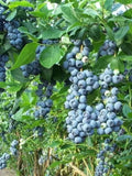 30+ Organic Northern Highbush Blueberry Seeds / Productive Tasty Blueberry / Easy to grow and long lasting / Heirloom, Non-GMO (GJ46 ) F seeds bulk