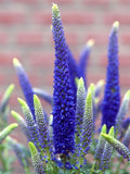 50 seeds veronica speedwell flower perennial - blue flower seeds