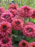 25 seeds Cherry Brandy Rudbeckia Hirta Seeds - Maroon Red Flowers flower seeds