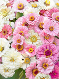 Blushing Bride Zinnia | Pastel Pink & Cream Blooms | Zinnia elegans | Wedding Bouquets | 25 Seeds flower spore