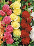 Hollyhock Chatters Double Flower Seeds: 25 Seeds, Perennial flower seeds