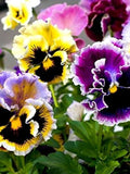30 rare Pansy 'Rococo' Mixed seeds---Flower seeds--Plant seeds--Gardening--Seeds--Gift flower seeds