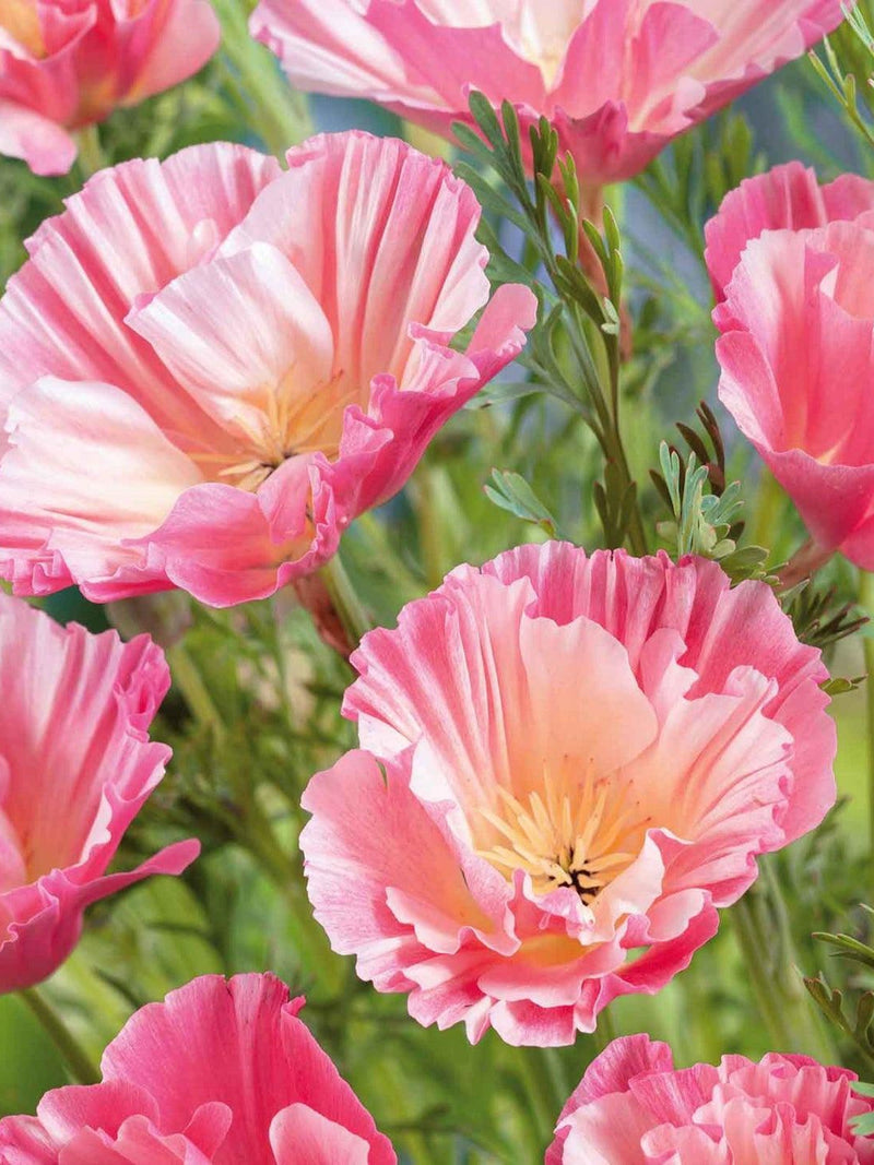 25 rare Californica Poppy 'Appleblossom Chiffon' Seeds---Flower seeds--Plant seeds--Gardening--Seeds--Gift flower seeds