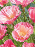 25 rare Californica Poppy 'Appleblossom Chiffon' Seeds---Flower seeds--Plant seeds--Gardening--Seeds--Gift flower seeds