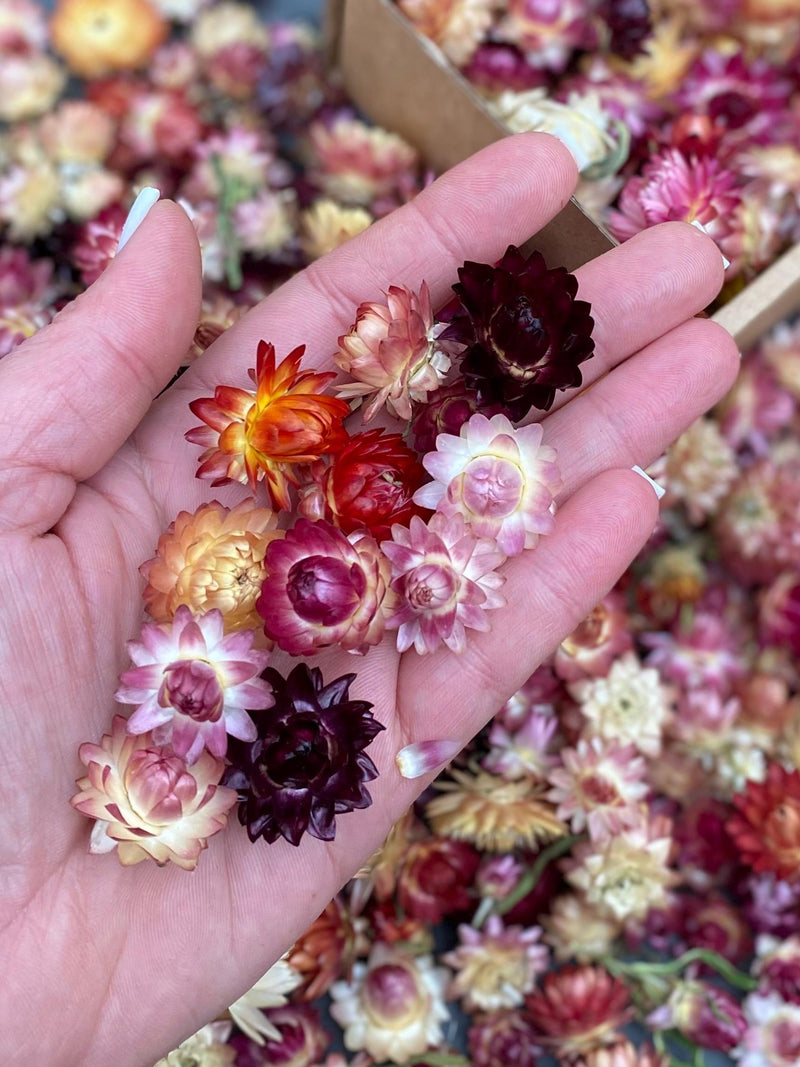 50 Organic Dried Strawflower Heads: Mixed Color Wedding Confetti ANNIVERSARY