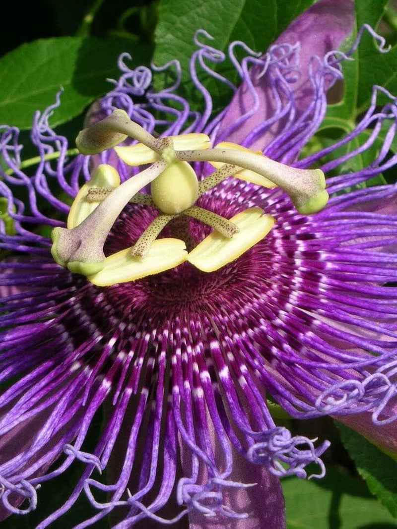 MayPop Passion Flower Seeds, Passiflora Incarnata, Purple Passionflower Vine flower seeds