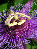 MayPop Passion Flower Seeds, Passiflora Incarnata, Purple Passionflower Vine flower seeds