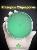 Tempeh Mold (Rhizopus Oligosporus) Live Mycelium Mushroom Culture Spawn flower spore