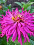 Flower Seeds 50+ Zinnia Giant Cactus Flower- Bring Vibrant Bursts of Colour to Your Garden Can Grow up to 6 inches Wide Extra-Large Flowers. seeds bulk