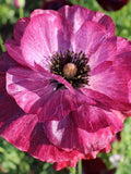 100+ PANDORA POPPY Seeds - Double Blooms in Deep Cranberry Burgundy Crimson Red with Silver Grey Highlights / Dutch Master Painting flower seeds