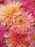 Cactus Flowered Zinnia Seeds, Pastel Pink Mix - 25 Seeds flower seeds