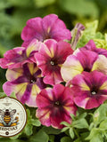 Raspberry Shake Petunia Seeds, Pelleted for easier sowing and germination, Petunia Hybrida PE8125P flower seeds