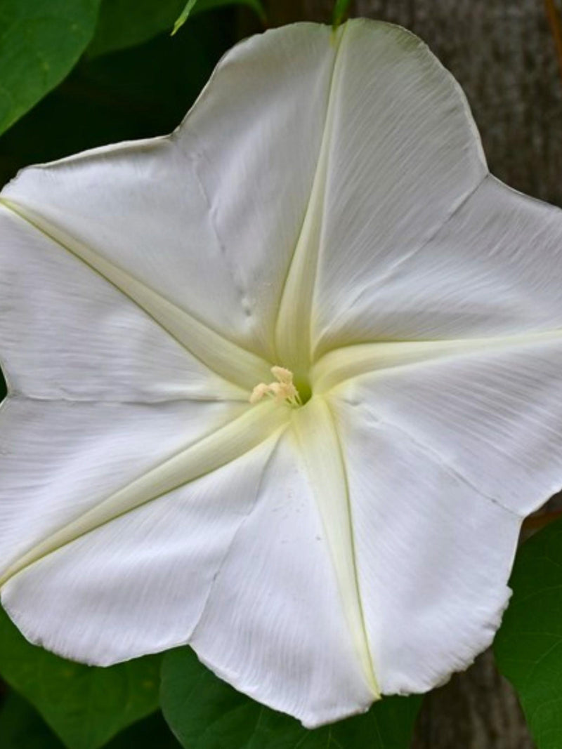 Moonflower Heirloom Flower Seeds - Night Blooming Vine, Huge Fragrant Blossoms, Easy to Grow flower seeds