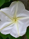 Moonflower Heirloom Flower Seeds - Night Blooming Vine, Huge Fragrant Blossoms, Easy to Grow flower seeds