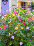 Four O'Clock Mix Marvel Of Peru Heirloom Flower Seeds flower seeds