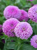 50 seeds lovely Giant Lavender Zinnias Elegans Seeds flower seeds