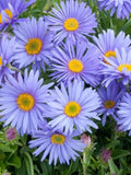 Alpine Aster 'Goliath' Seeds Ð Large Blue Flowers | Cottage Garden | Wildflower | 25+ flower spore