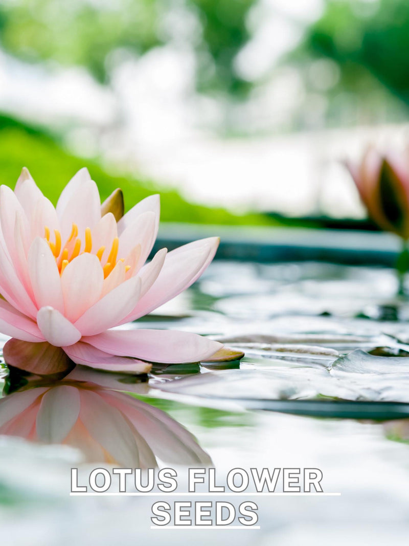 Lotus Mix Seeds  | 10 Seeds | Beautiful Aquatic Flowers | Perfect for Ponds & Water Gardens | Exotic Blooming Lotus | Water lily seeds seeds bulk