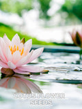 Lotus Mix Seeds  | 10 Seeds | Beautiful Aquatic Flowers | Perfect for Ponds & Water Gardens | Exotic Blooming Lotus | Water lily seeds seeds bulk