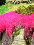 1000 Red Creeping Thyme Seeds: Fragrant Lawn Alternative seeds bulk