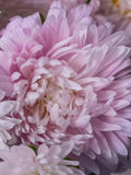 50+ King Size Appleblossom China Aster Flower Seeds / Light Pink-Colored Flowers / Flower Bouquet / Cut Flower /(W52) F flower seeds