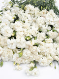 White Carnation Seeds | ÔChabaud Jeanne DionisÕ | 50 Seeds | Heirloom Dianthus | Fragrant Cut Flower | Wedding Garden flower spore