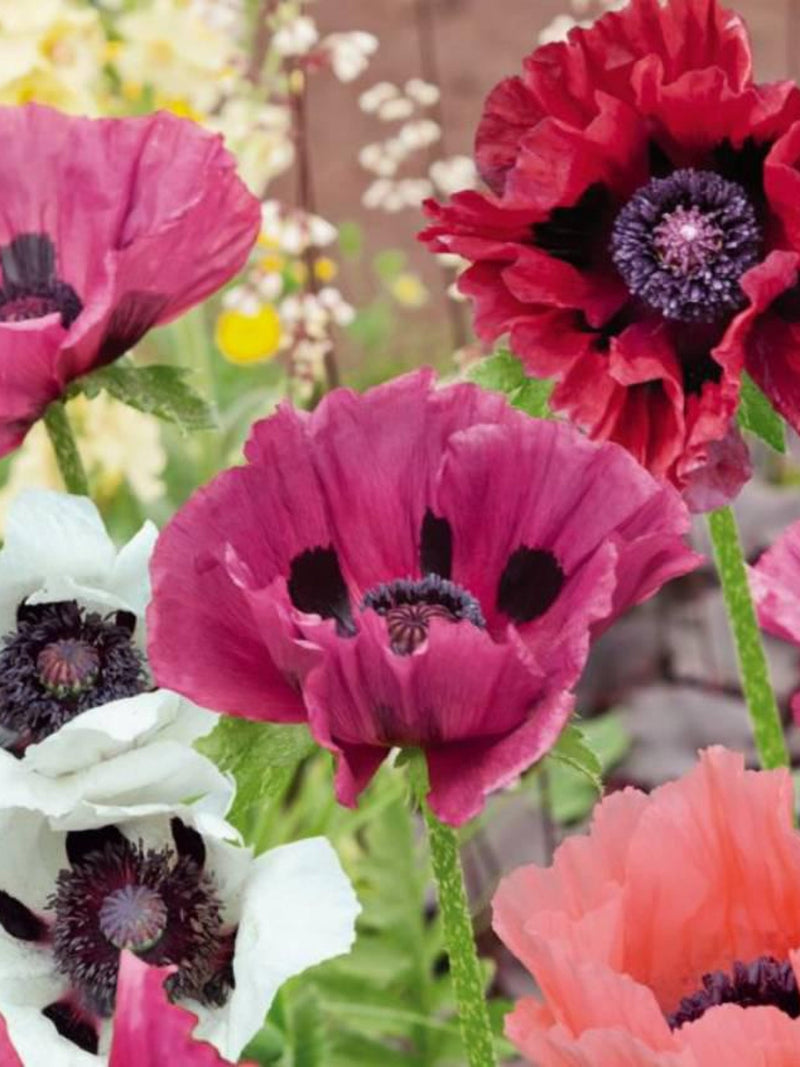 Pizzicato Poppy Mix, Pavot Pizzicato, Cottage Garden, Perennial Flower, 50 Seeds seeds bulk