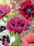 Pizzicato Poppy Mix, Pavot Pizzicato, Cottage Garden, Perennial Flower, 50 Seeds seeds bulk