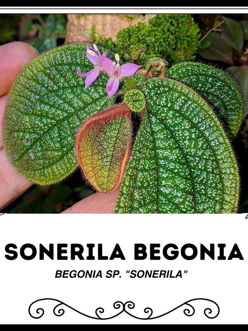 Sonerila Begonia - Begonia sp. "Sonerila" - Rare 'Plants' Seeds flower spore