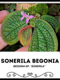 Sonerila Begonia - Begonia sp. "Sonerila" - Rare 'Plants' Seeds flower spore