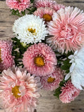 50+  The Roses Mix Aster Seeds / Callistephus chinensis / Apricot Rose Aster / White Aster (W43) F flower seeds