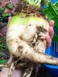 Sugar Beet Seeds - Beta Vulgaris var. Altissima - Sweet, Delicious, and Versatile seeds bulk