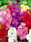 DWARF STOCK TEN Week Mix - 100 seeds - Matthiola Incana - Large Flowered seeds bulk