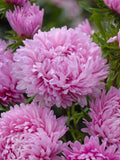 King Size Pink China Asters Flower Seeds / Pink Flower / Flower Bouquet / Cut Flower Garden, 50 Seeds flower seeds