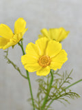 Real Touch Yellow Cosmos Wildflower Stem - High Quality Artificial Flowers / Wedding / Bouquet / DIY Floral / Home Decoration / Design /Gift silk flower