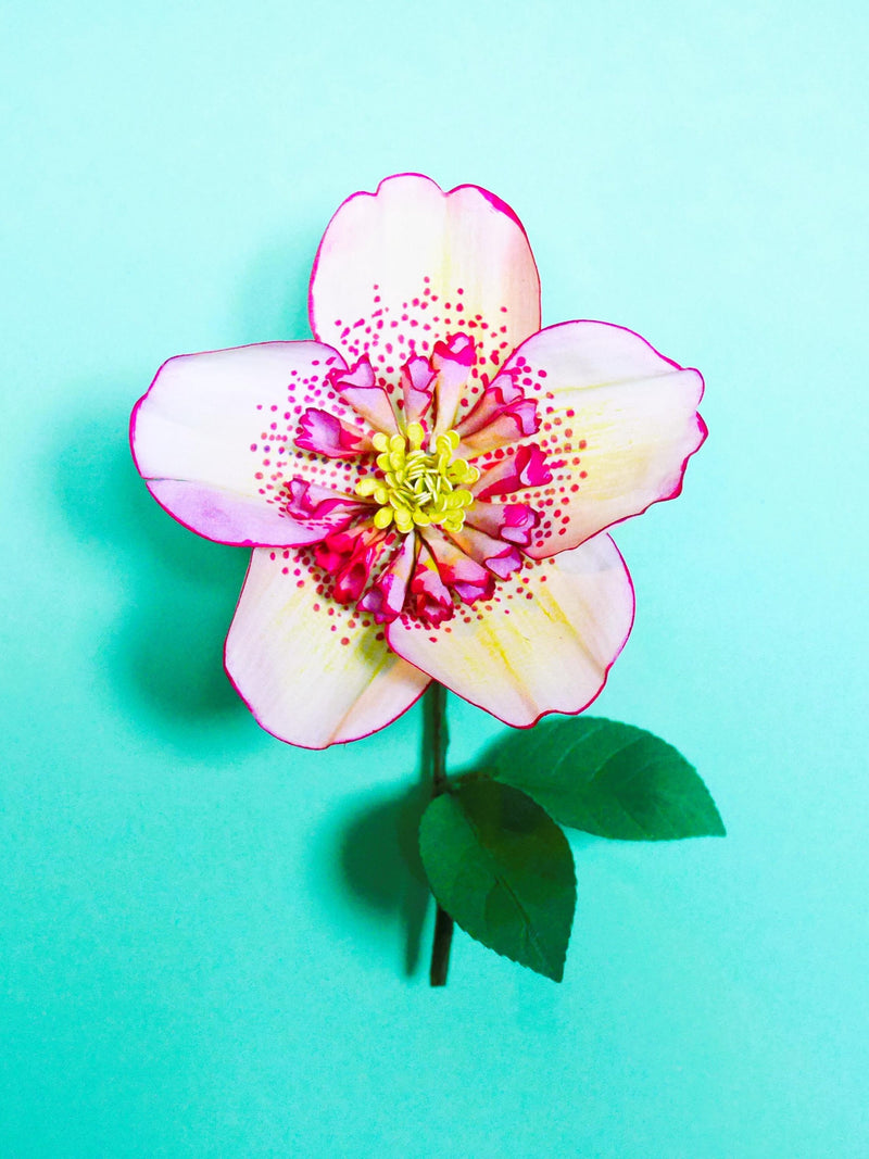 HelleBore Cherry Blossom  - Paper Flowers - Template - Instant Download - Video tutorial - SVG - Silhouette - Cricut - DIY flower spore