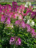 Cleome  - Colour Explosion flower spore