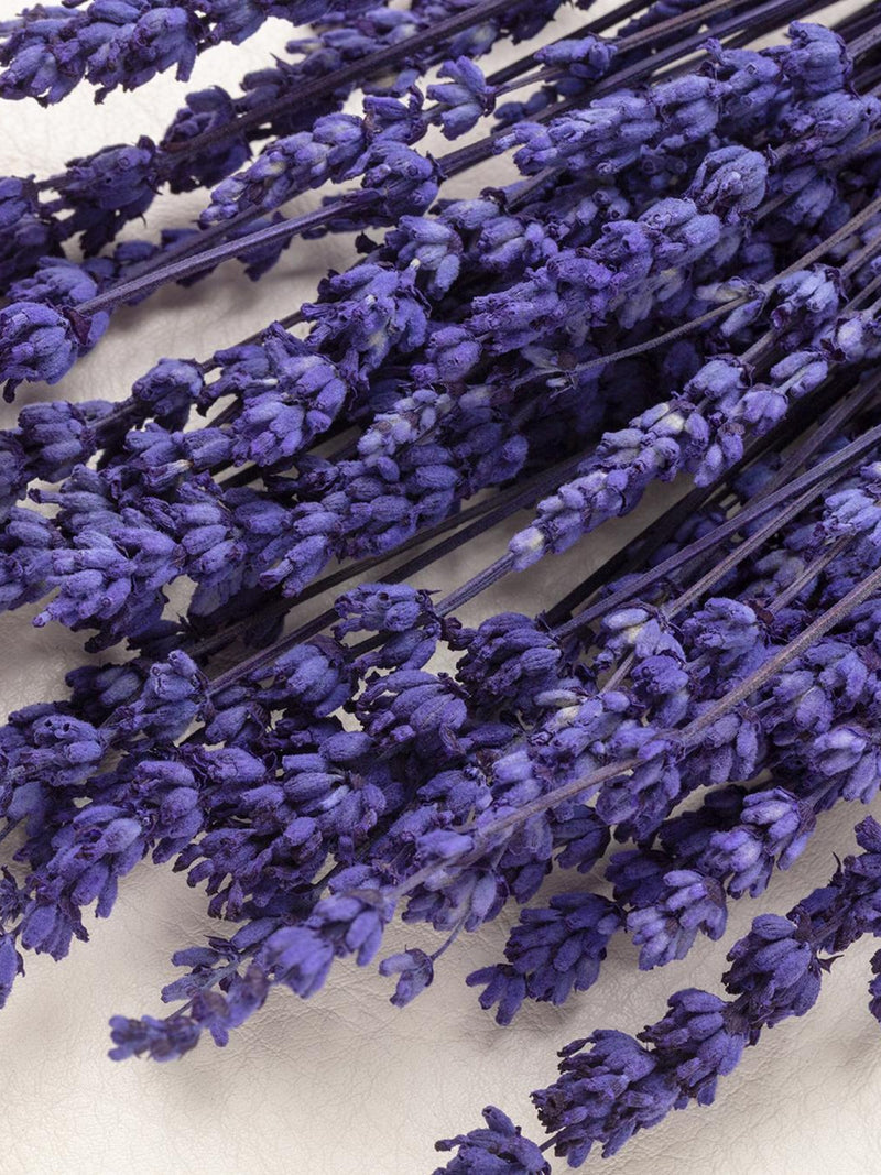 Purple dried lavender sprigs bundle for home decor