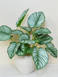 Faux Calathea Orbifolia Turtle Leaf with Stem, Tropical Plant Crafts, Artificial Flowers, Wedding Arrangements, Window Embellishment faux plants
