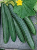 Cucumber Vegetable Seeds 25+ Rare Sweet Success Seedless (Burpless) Cucumber Seeds, Fast Flat Rate Shipping - All Canadian Heirloom Seeds seeds bulk