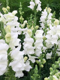 Snowy White Snapdragon Flower Seeds Ð Antirrhinum majus | English garden | 50+ flower spore