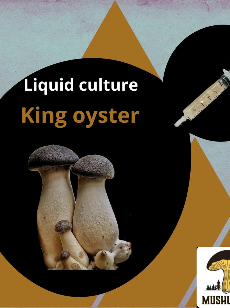 Organic King Oyster Mushroom Liquid Culture for Grain Spawn Inoculation- Grow mushrooms indoors flower spore
