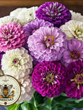 Blueberry Cheesecake Zinnia Seeds Mix, Purple-Blue, Lavender and White, Zinnia Elegans ZE441C seeds bulk